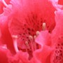 gallerybutton03