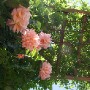 gallerybutton12