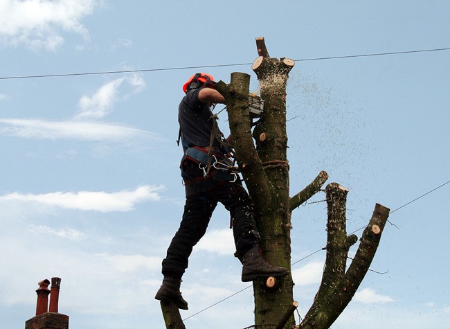 treesurgery01