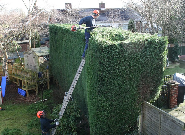 treesurgery02