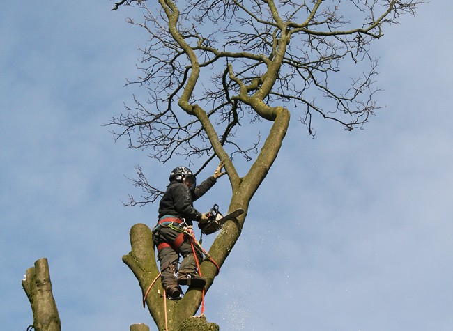 treesurgery03