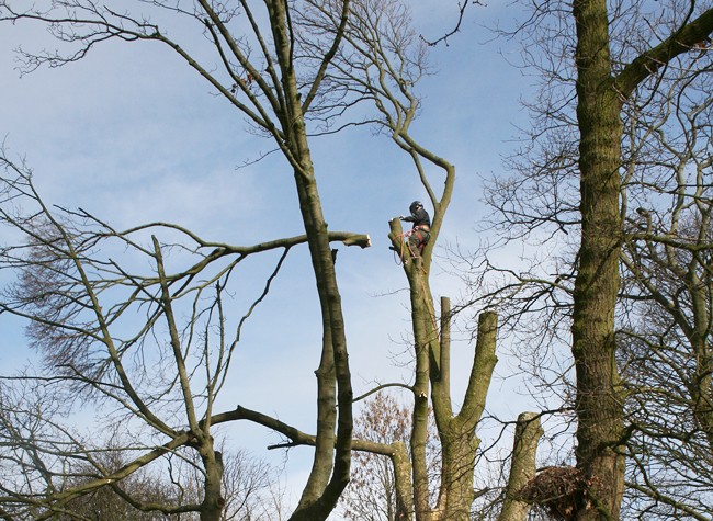 treesurgery04